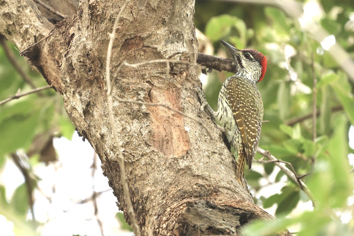 Golden-tailed Woodpecker - ML621057410
