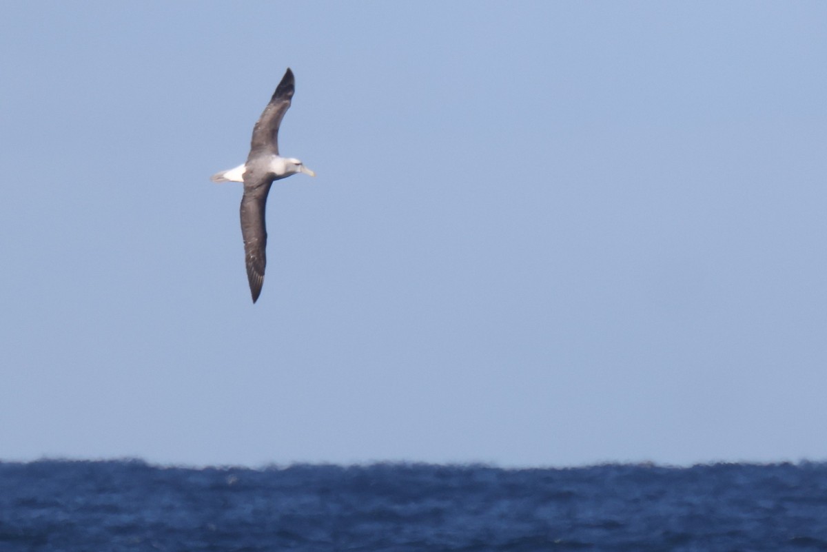 Albatros à cape blanche - ML621057423