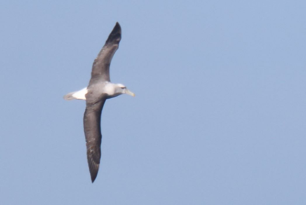 Albatros à cape blanche - ML621057425