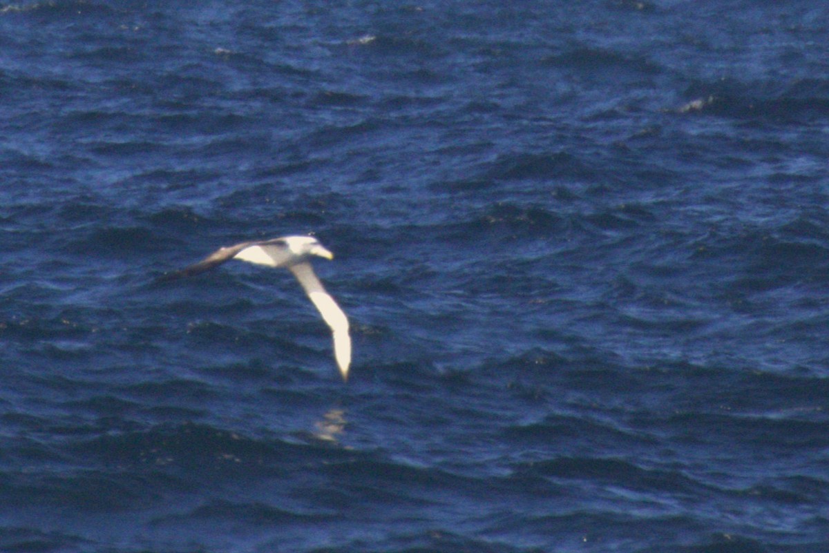 Albatros à cape blanche - ML621057428