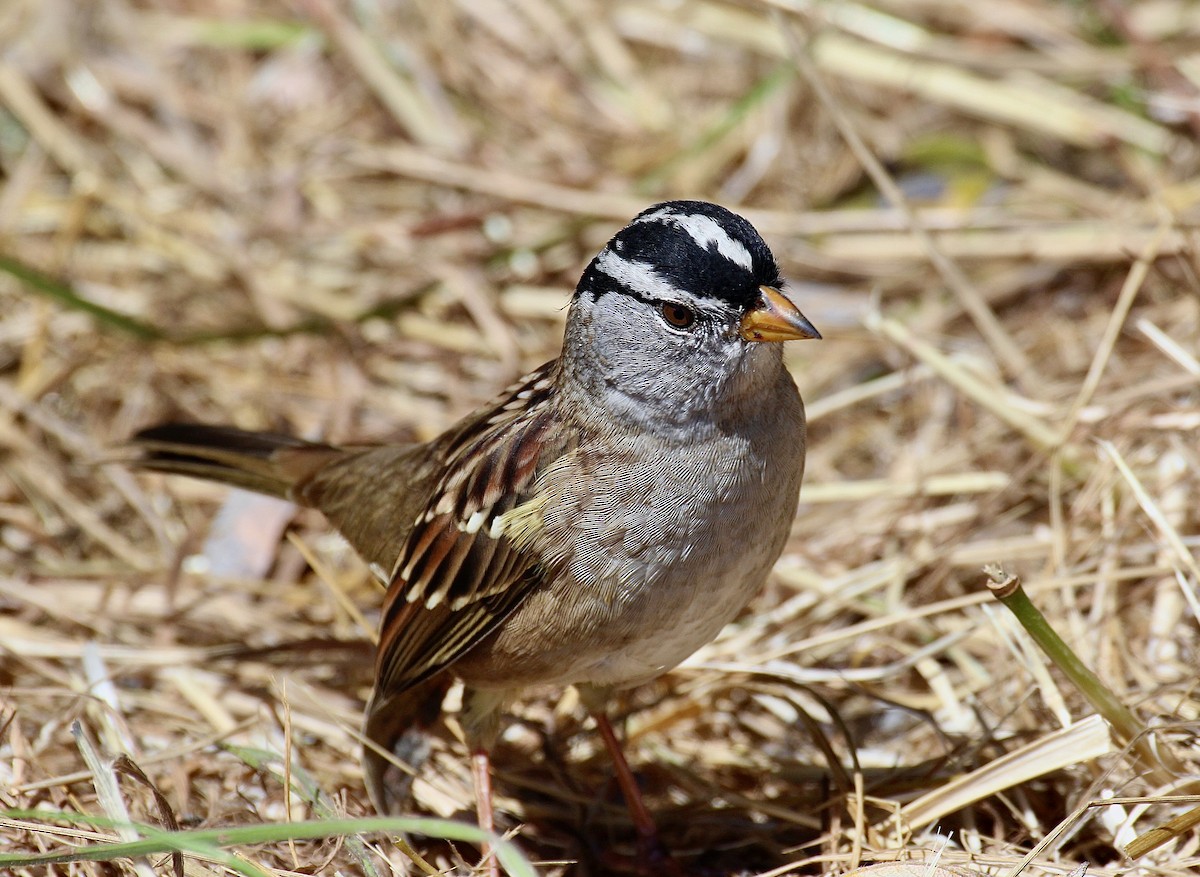 White-crowned Sparrow - ML621057429