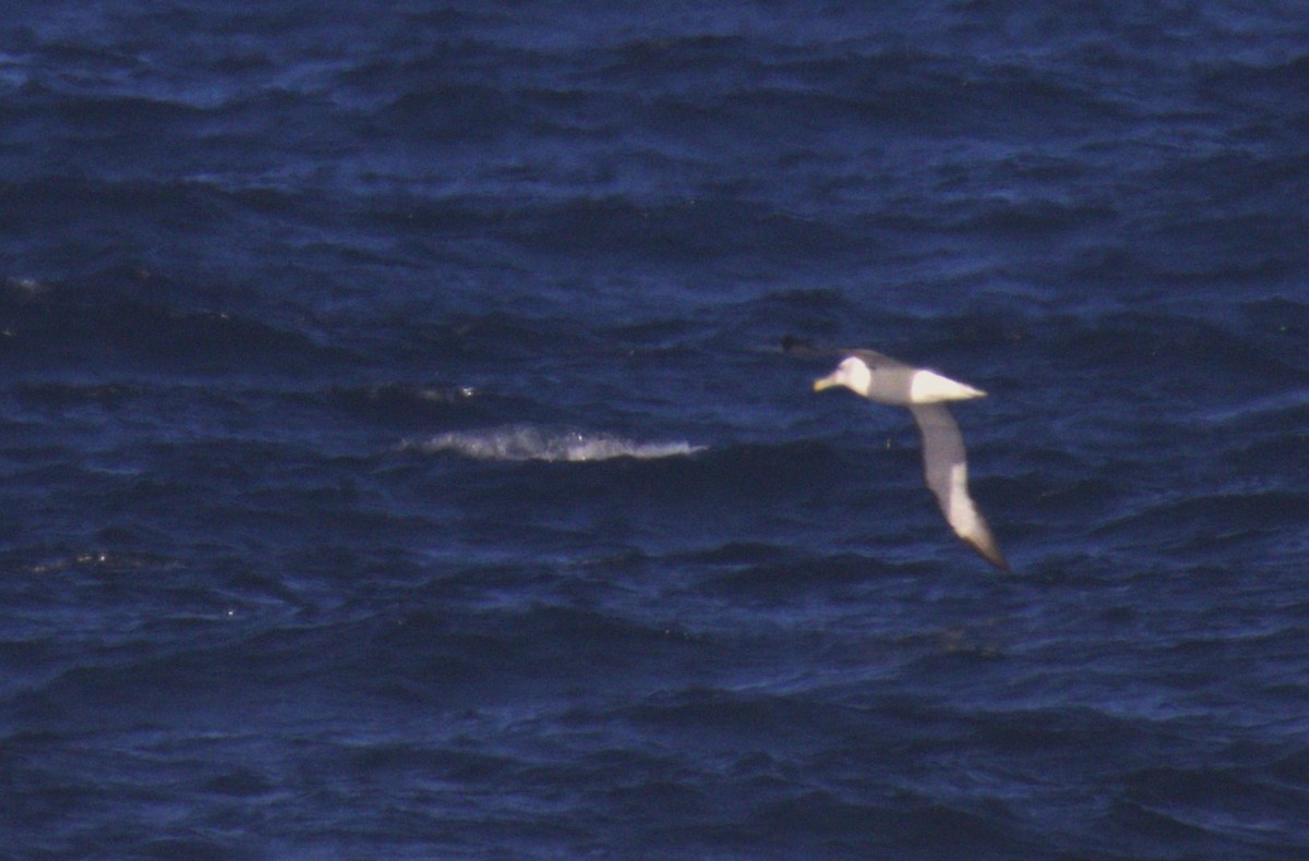 Albatros à cape blanche - ML621057430