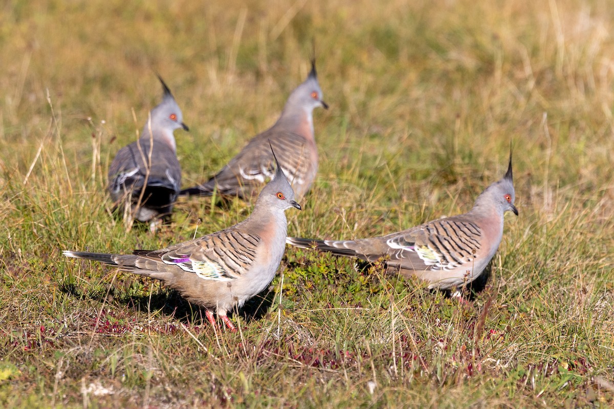 Crested Pigeon - ML621057451