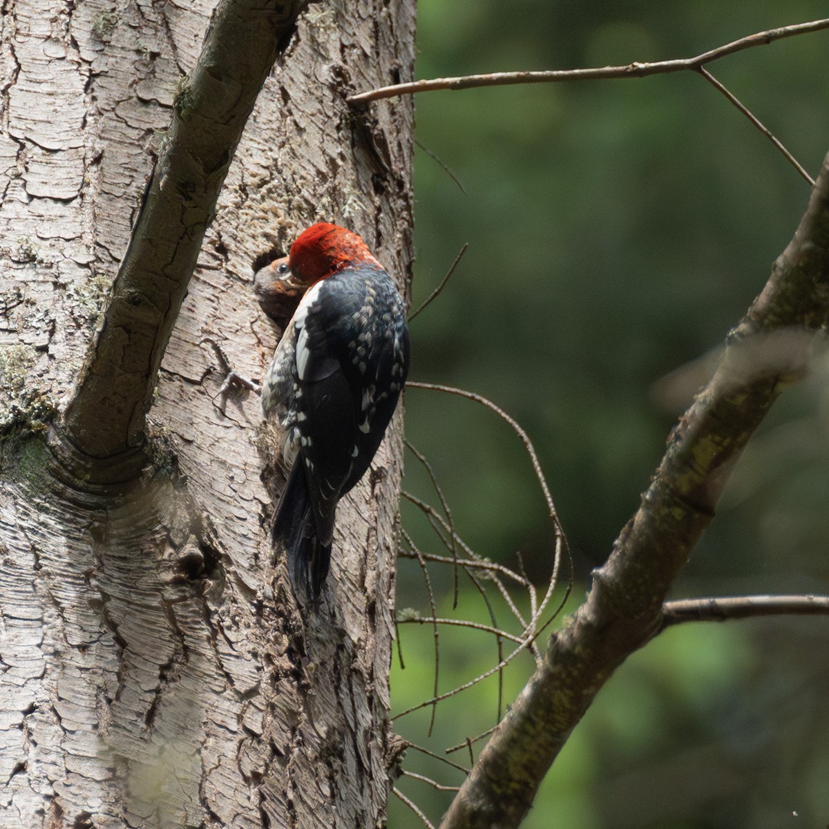 Red-breasted Sapsucker - ML621057460
