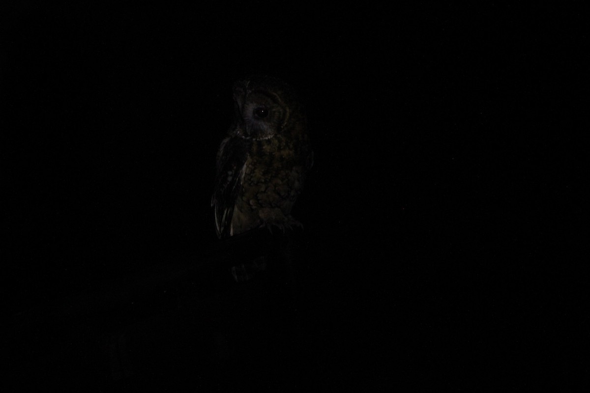 Himalayan Owl - ML621057493