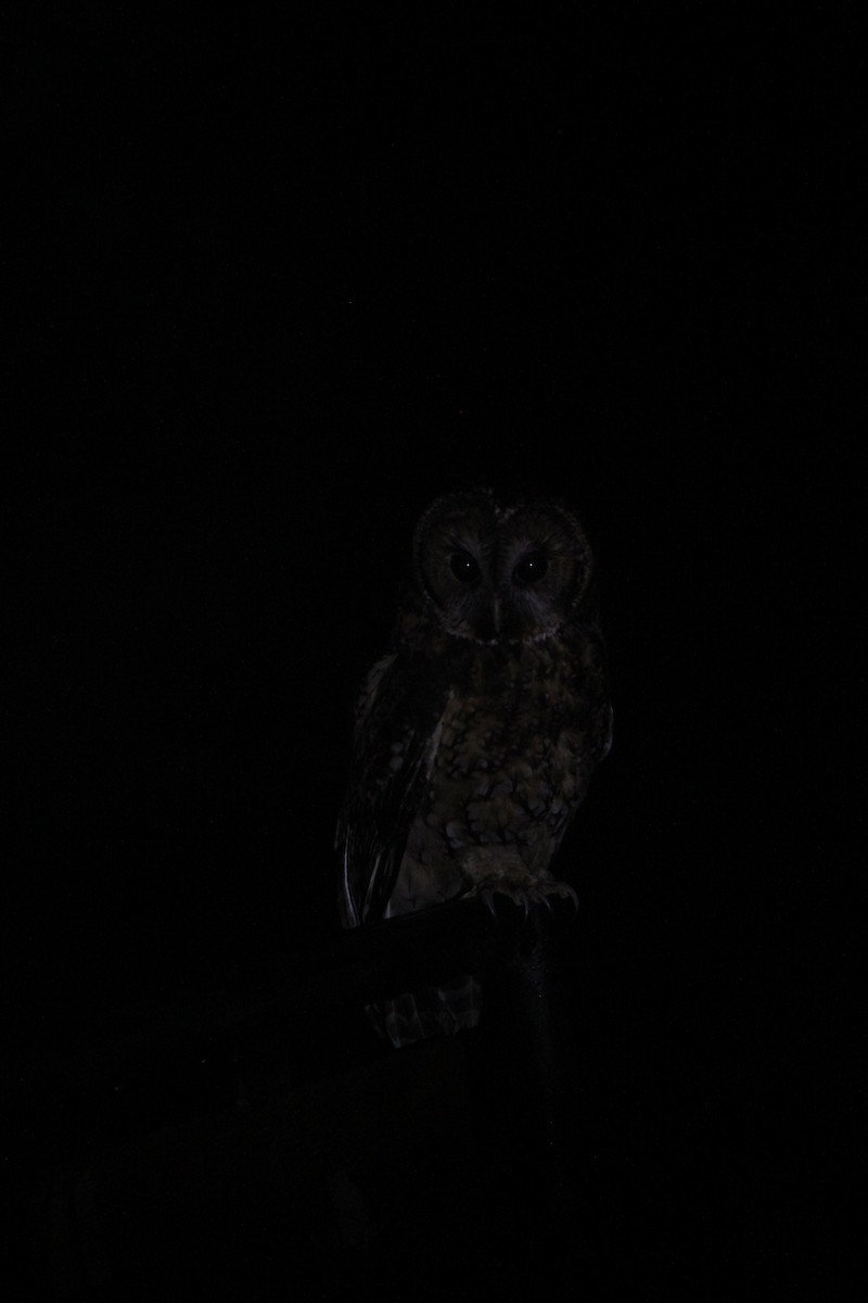 Himalayan Owl - ML621057494