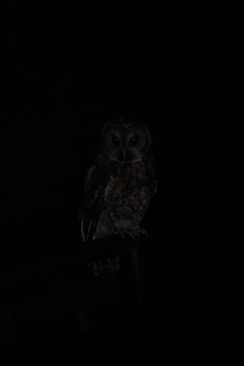 Himalayan Owl - ML621057495