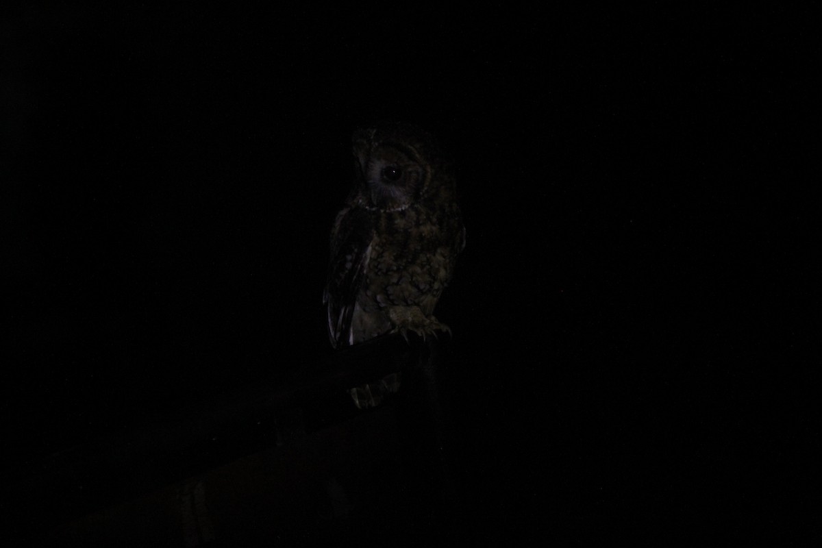 Himalayan Owl - ML621057496