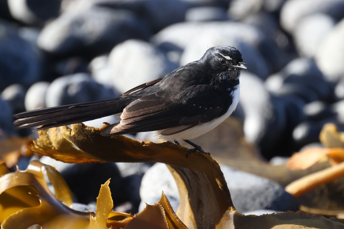 Willie-wagtail - ML621057518