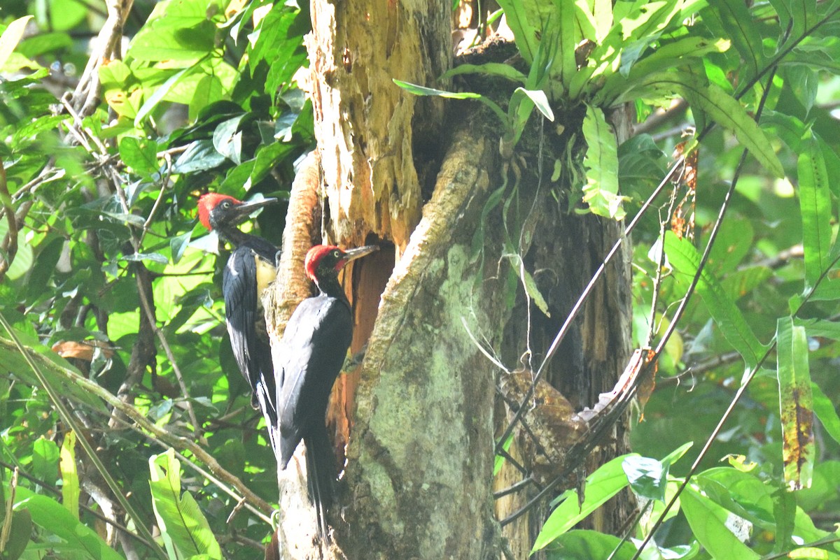 White-bellied Woodpecker - ML621057534