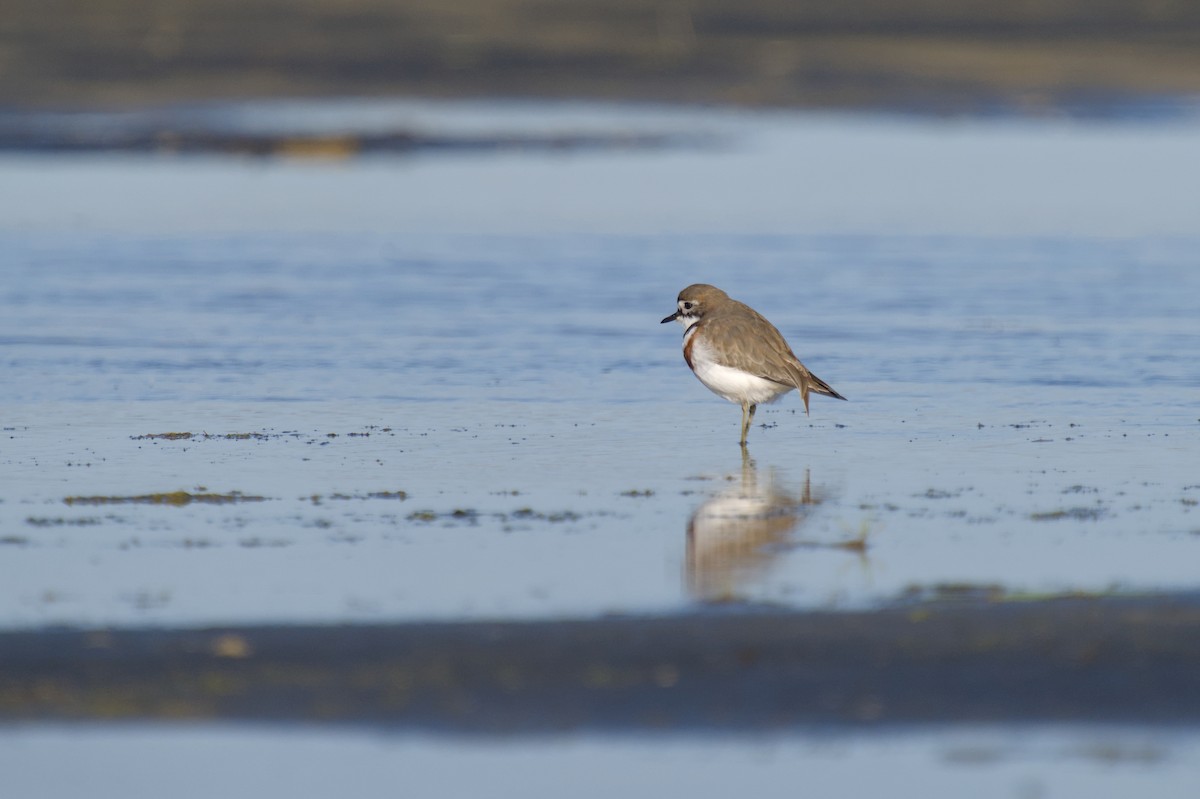 Double-banded Plover - ML621057541