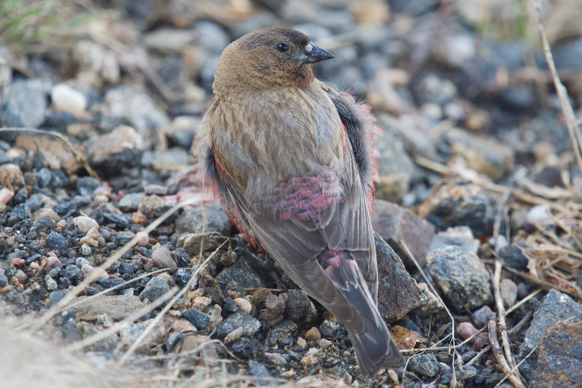 Brown-capped Rosy-Finch - ML621057549