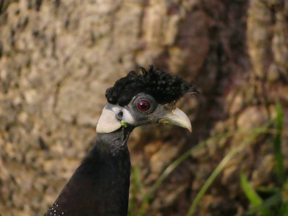 Southern Crested Guineafowl - ML621057560