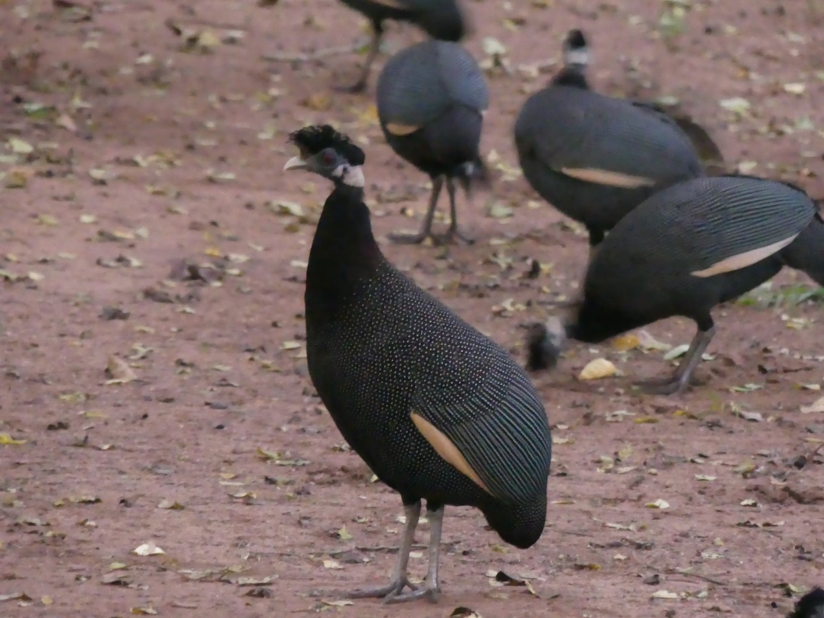 Southern Crested Guineafowl - ML621057561