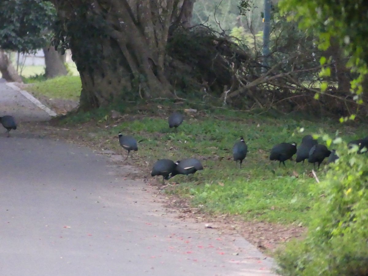 Southern Crested Guineafowl - ML621057562