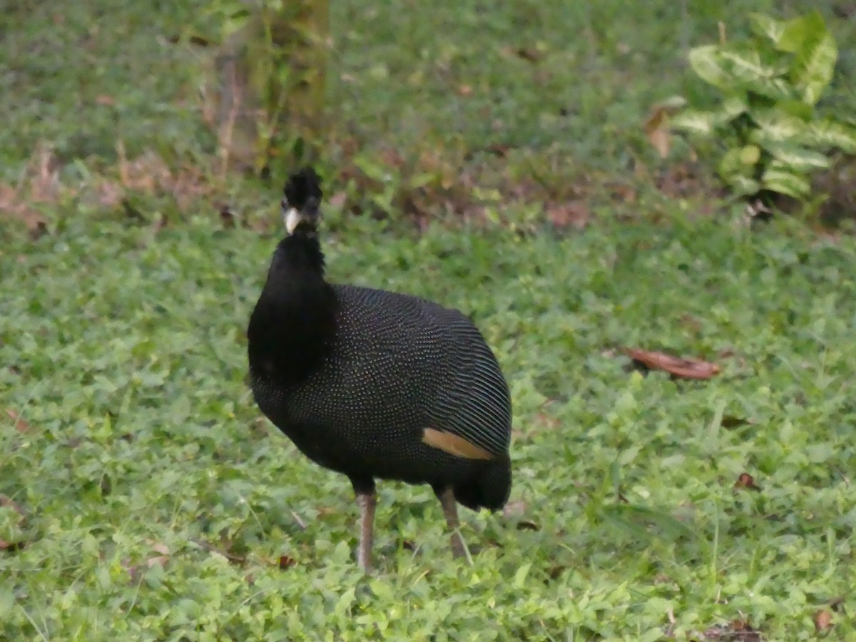 Southern Crested Guineafowl - ML621057563