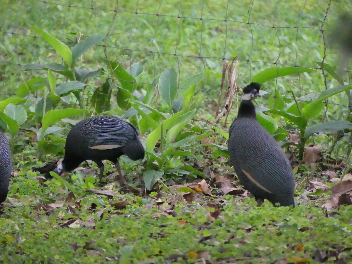 Southern Crested Guineafowl - ML621057564