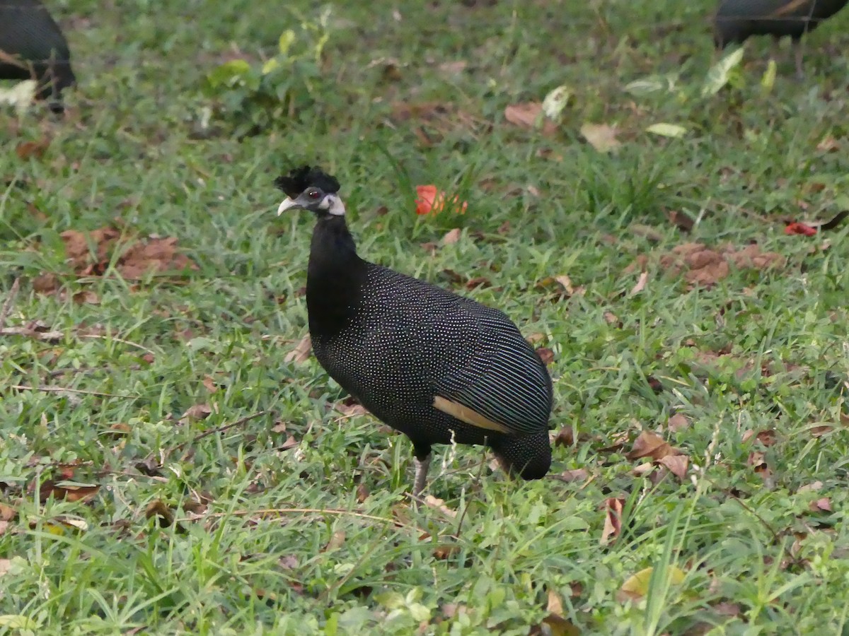Southern Crested Guineafowl - ML621057565