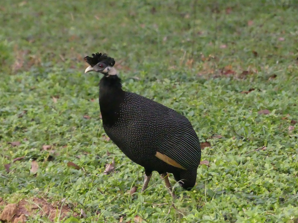 Southern Crested Guineafowl - ML621057566