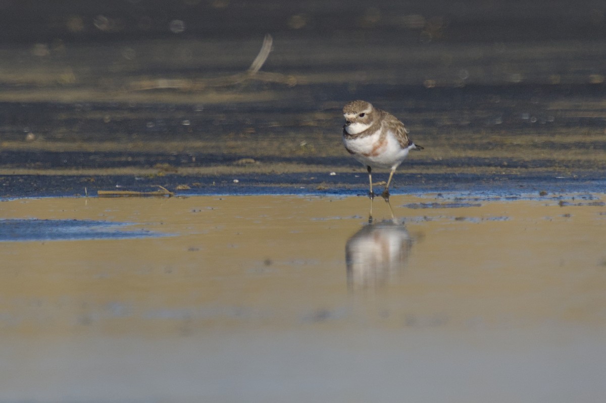 Double-banded Plover - ML621057569