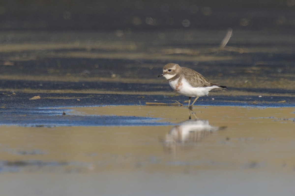Double-banded Plover - ML621057572
