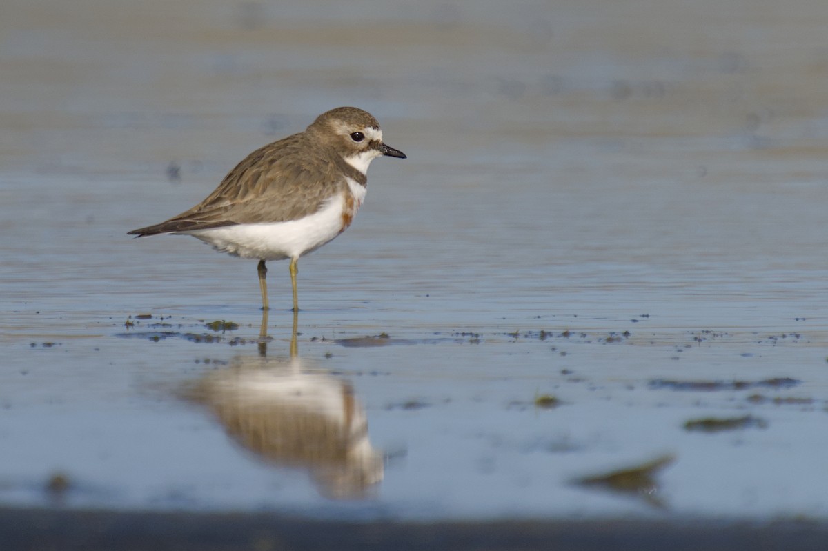 Double-banded Plover - Christopher Tuffley