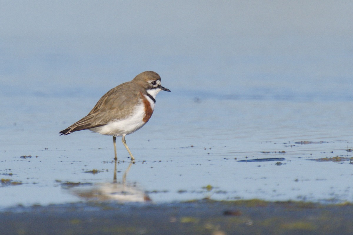 Double-banded Plover - ML621057581