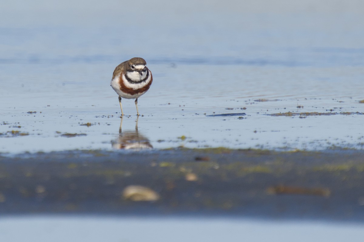 Double-banded Plover - ML621057585