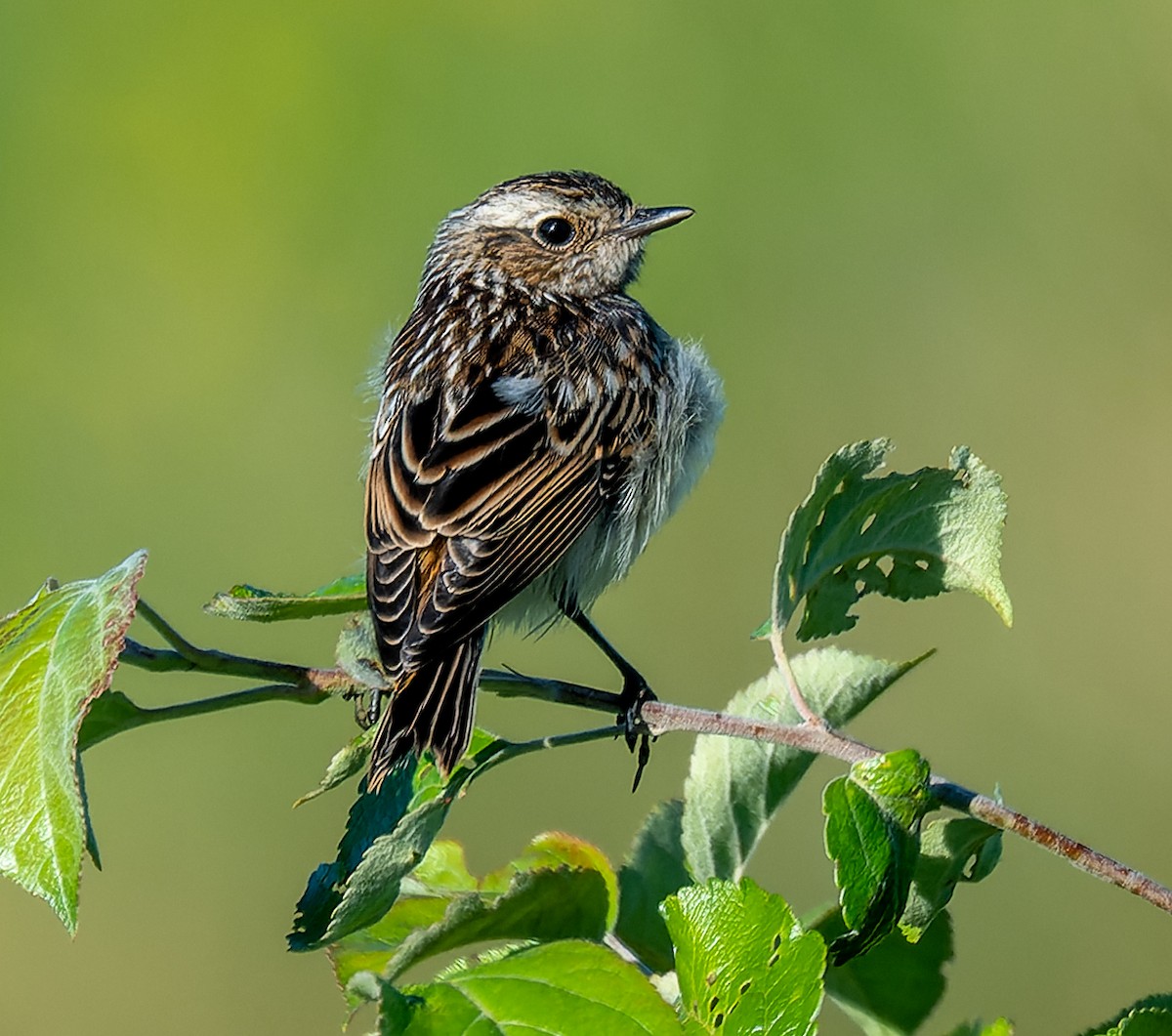 Whinchat - ML621057594