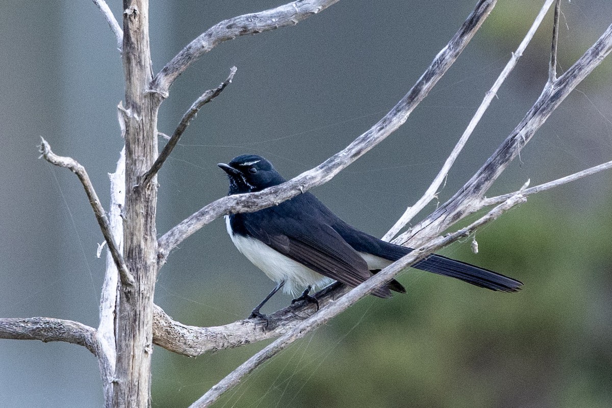 Willie-wagtail - ML621057597