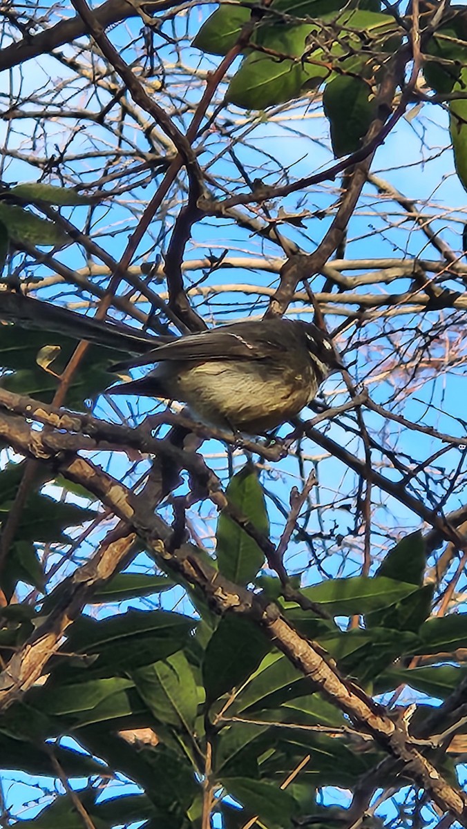 Gray Fantail (albiscapa) - ML621057627