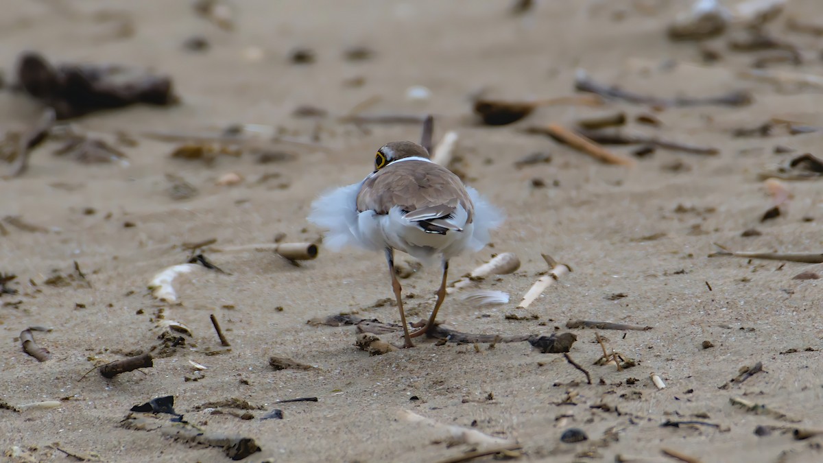 Little Ringed Plover (curonicus) - ML621057628