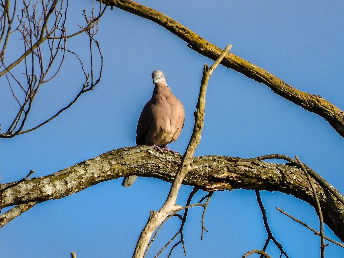 Spotted Dove - ML621057683