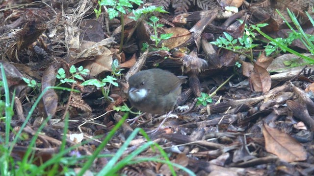Mountain Mouse-Warbler - ML621057696