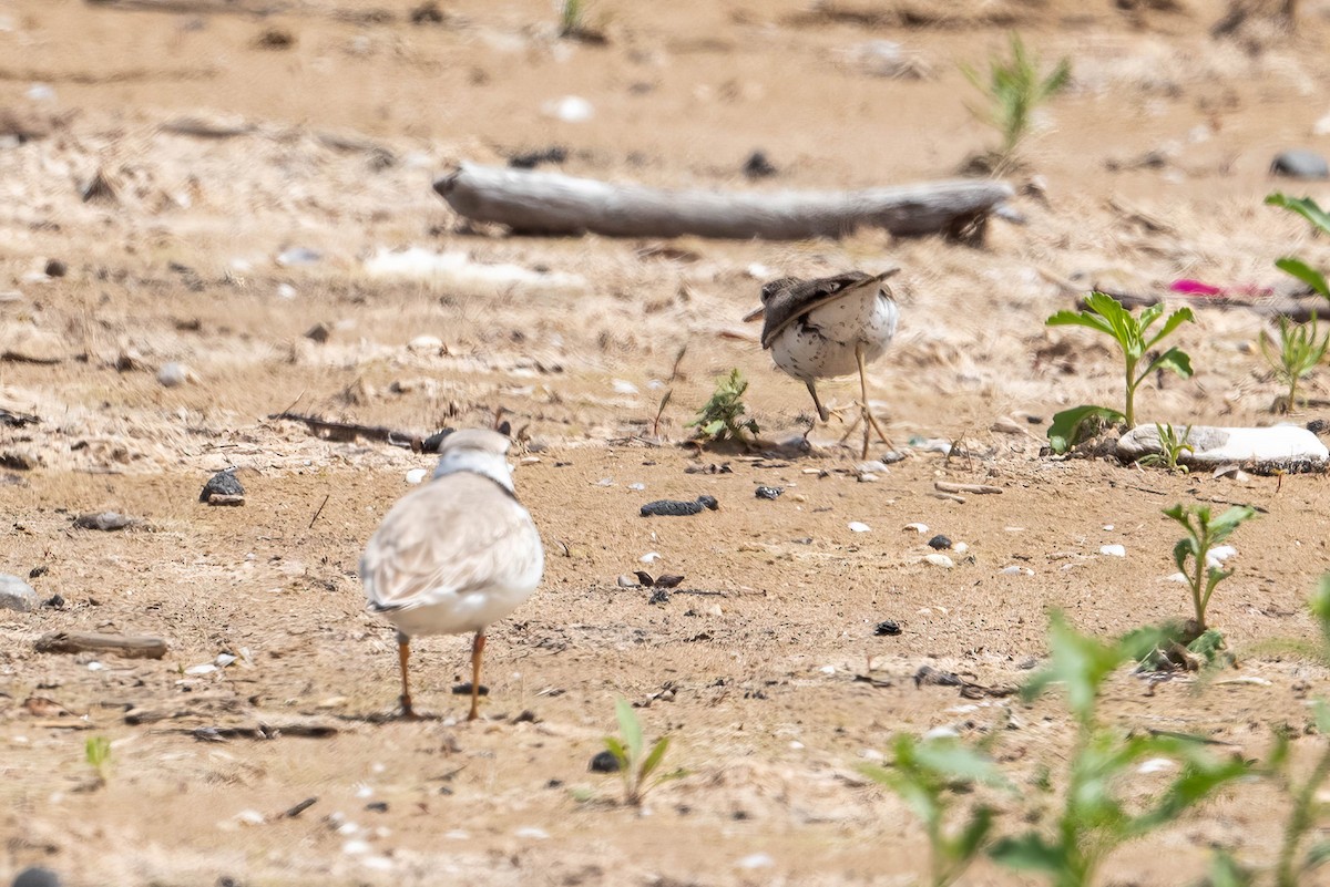 Piping Plover - ML621057698