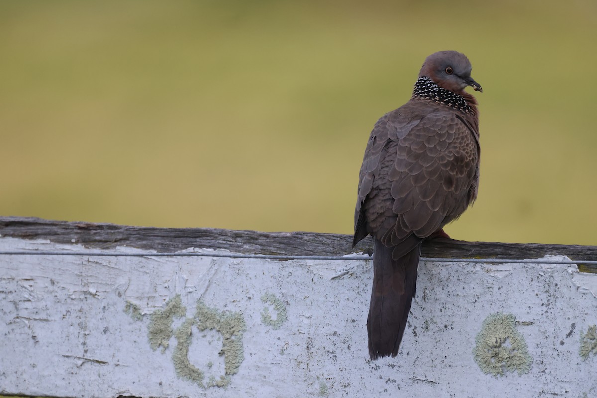 Spotted Dove - ML621057701