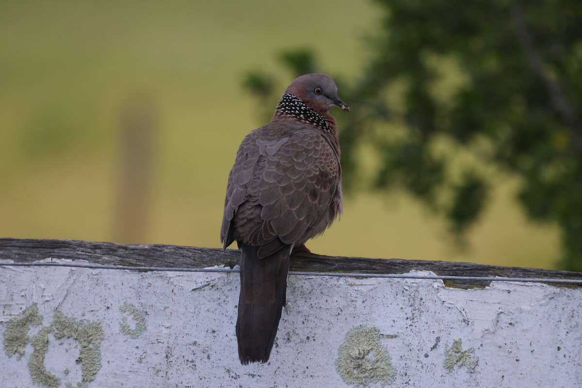 Spotted Dove - ML621057702