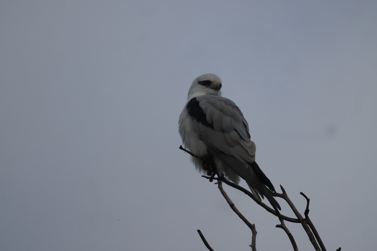 Black-shouldered Kite - GEOFFREY SHINKFIELD
