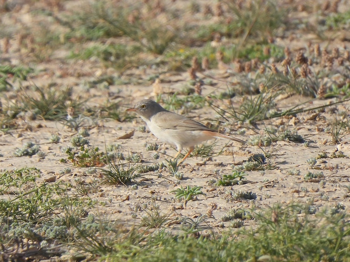 Asian Desert Warbler - Adrián Colino Barea