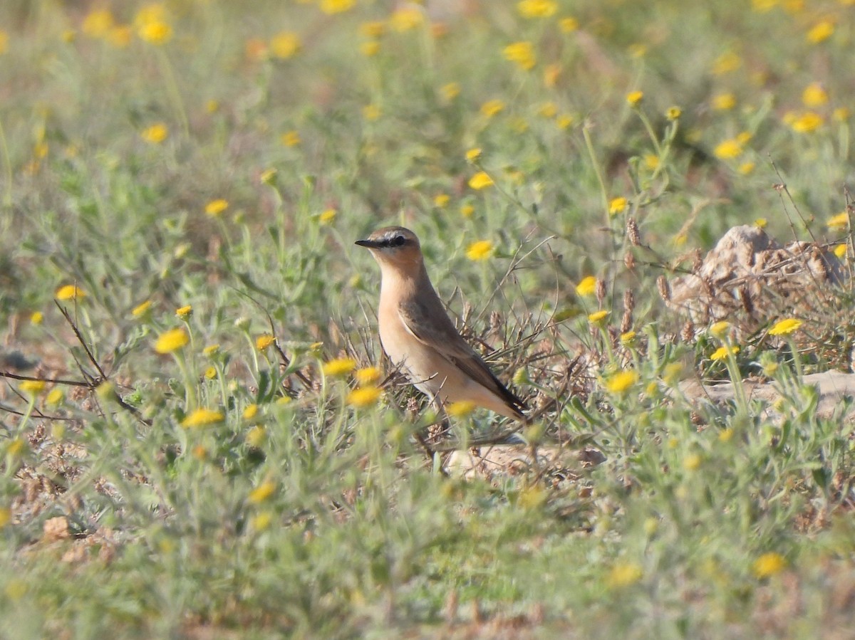 Isabelline Wheatear - Adrián Colino Barea