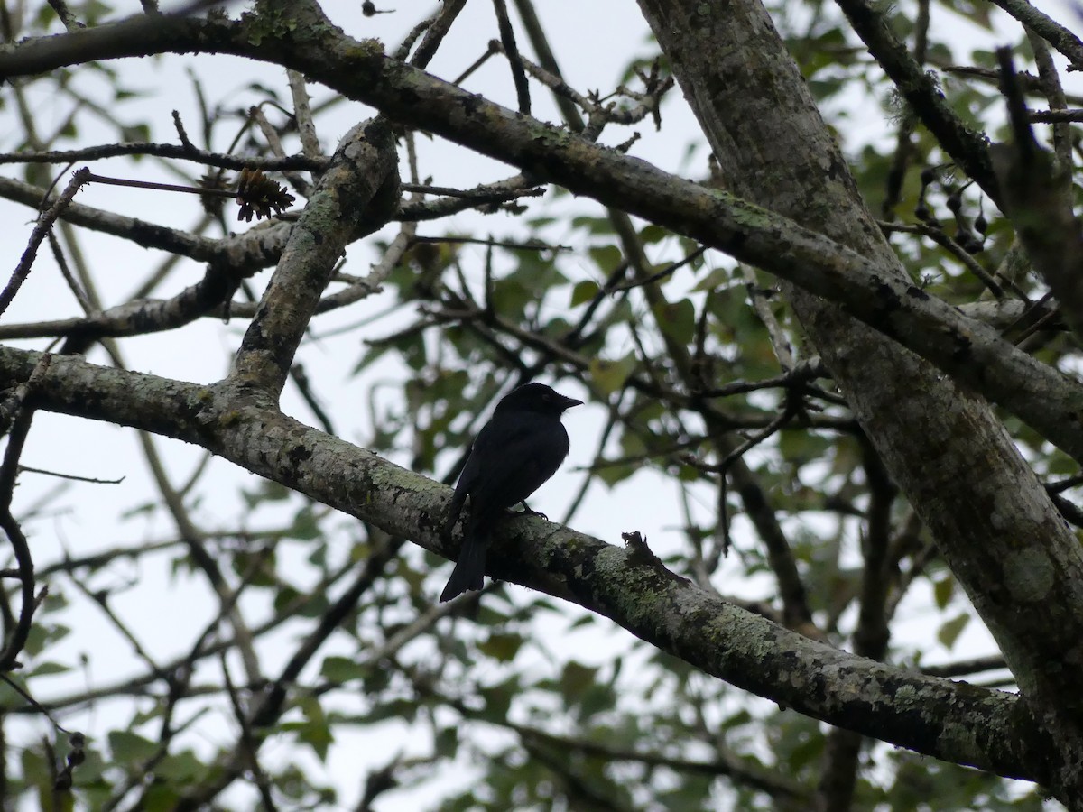 Drongo de Ludwig - ML621057761