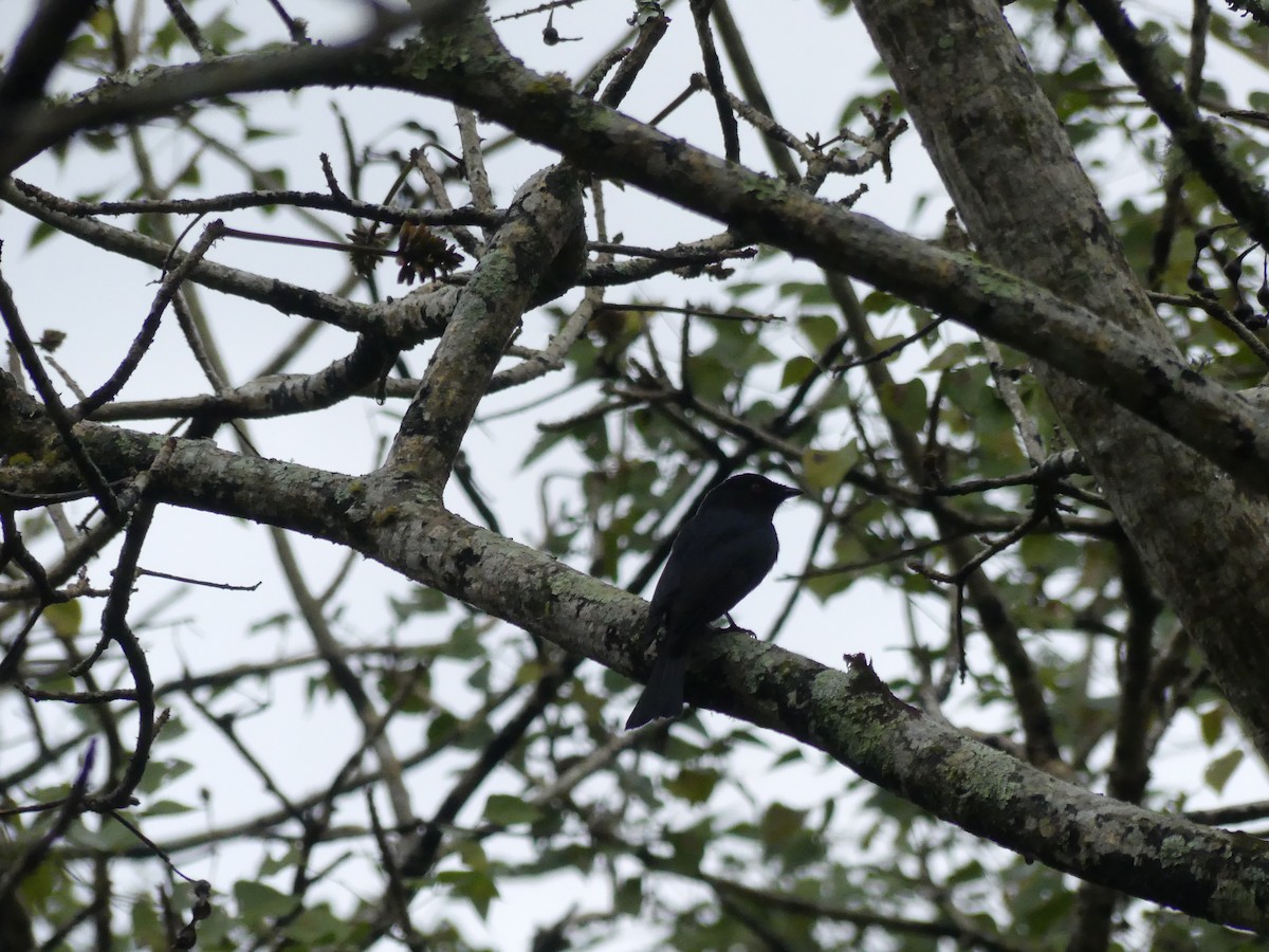 Drongo de Ludwig - ML621057762