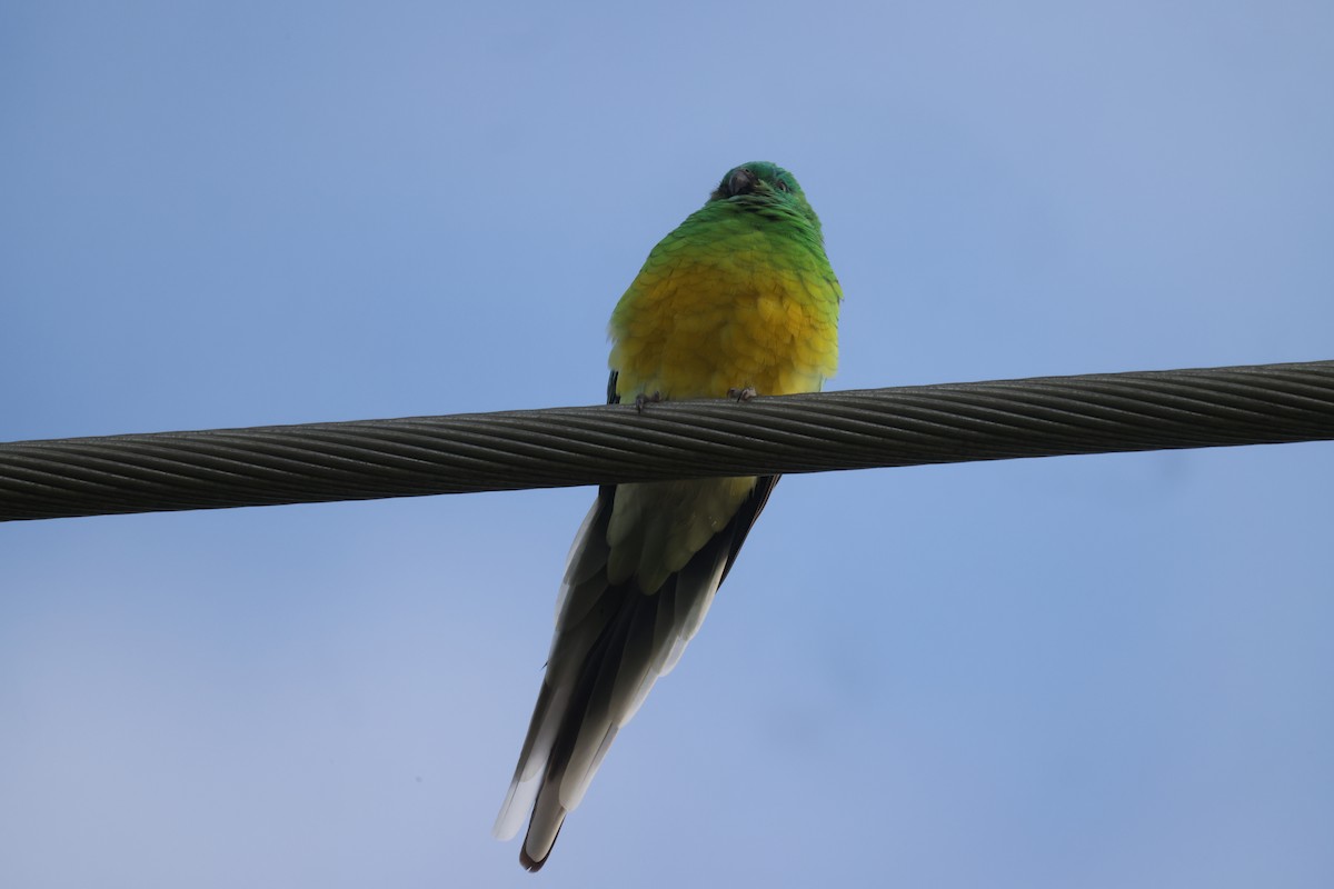 Red-rumped Parrot - ML621057767