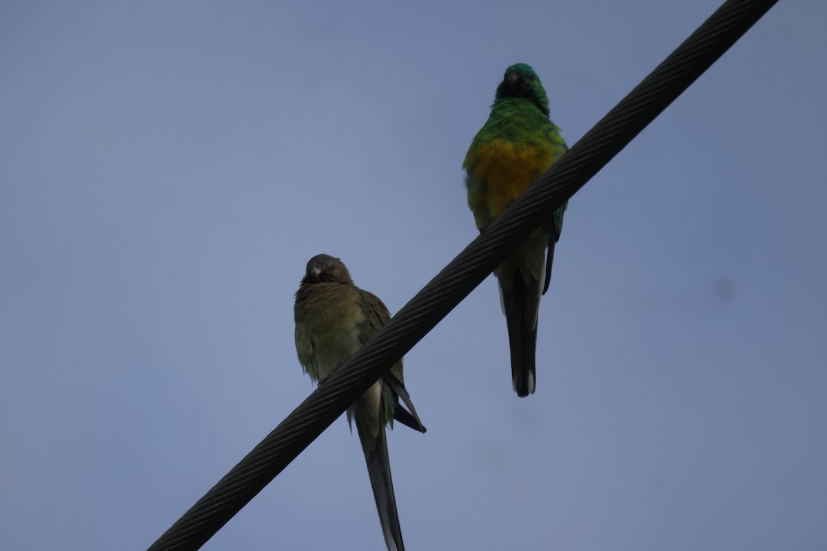 Red-rumped Parrot - ML621057768