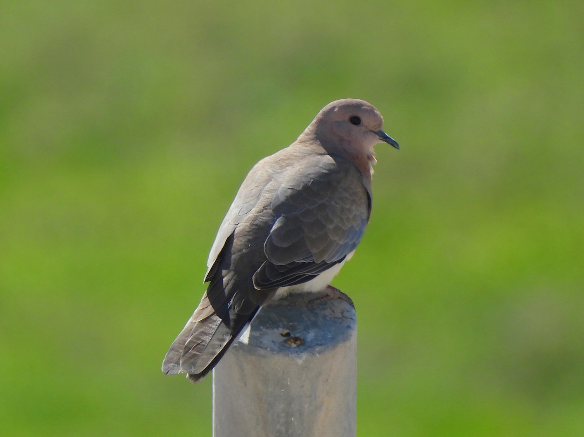 Laughing Dove - Adrián Colino Barea