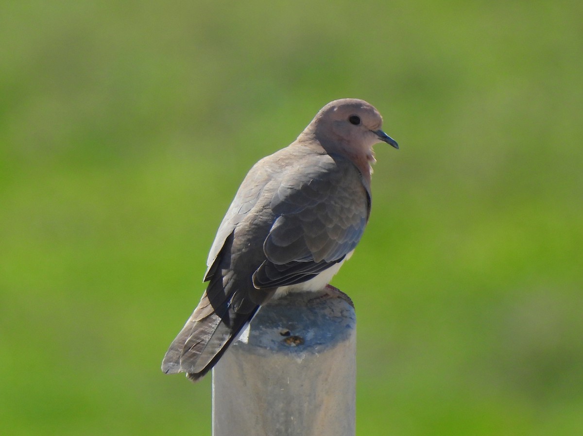 Laughing Dove - ML621057769