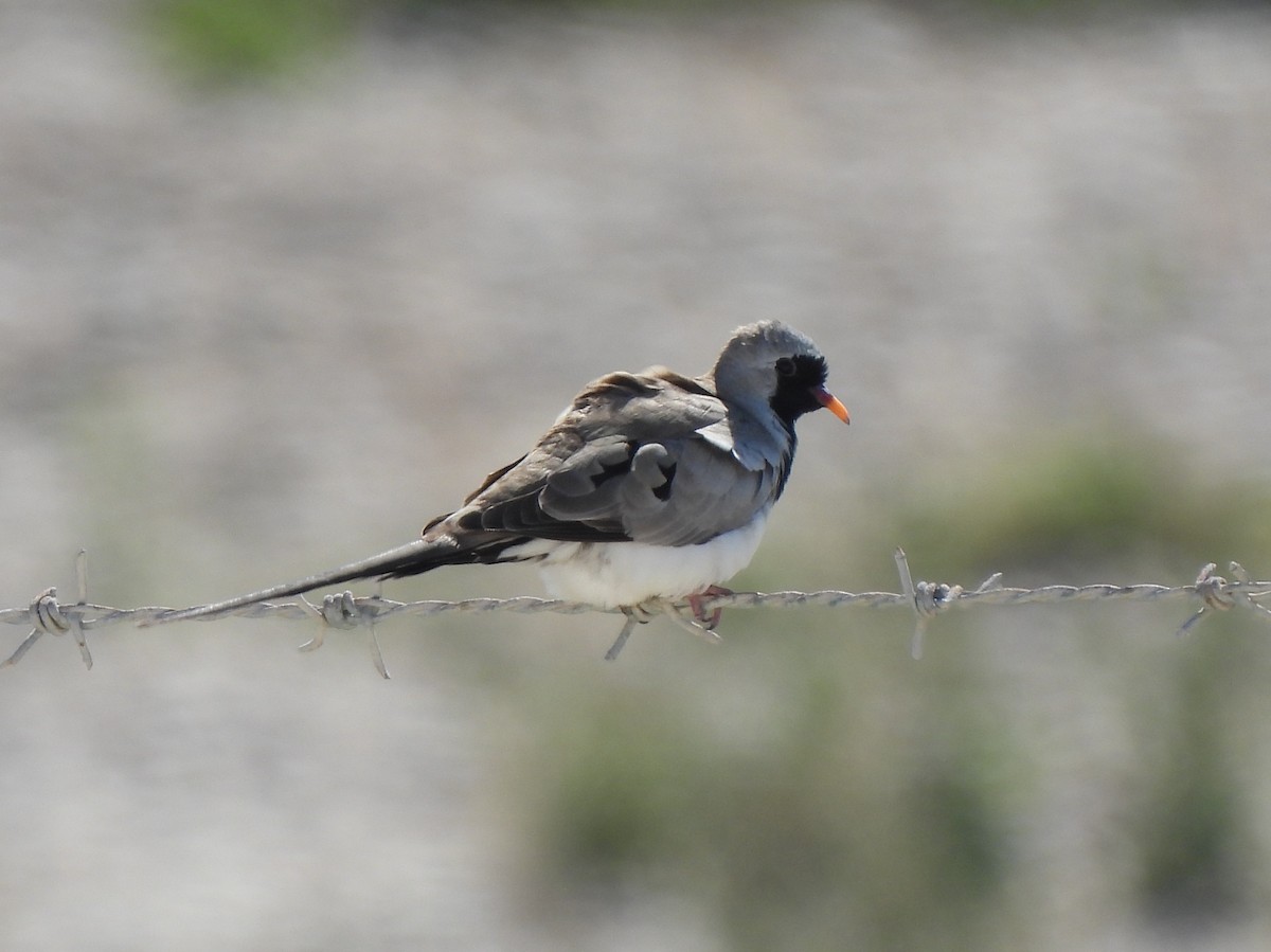 Namaqua Dove - Adrián Colino Barea
