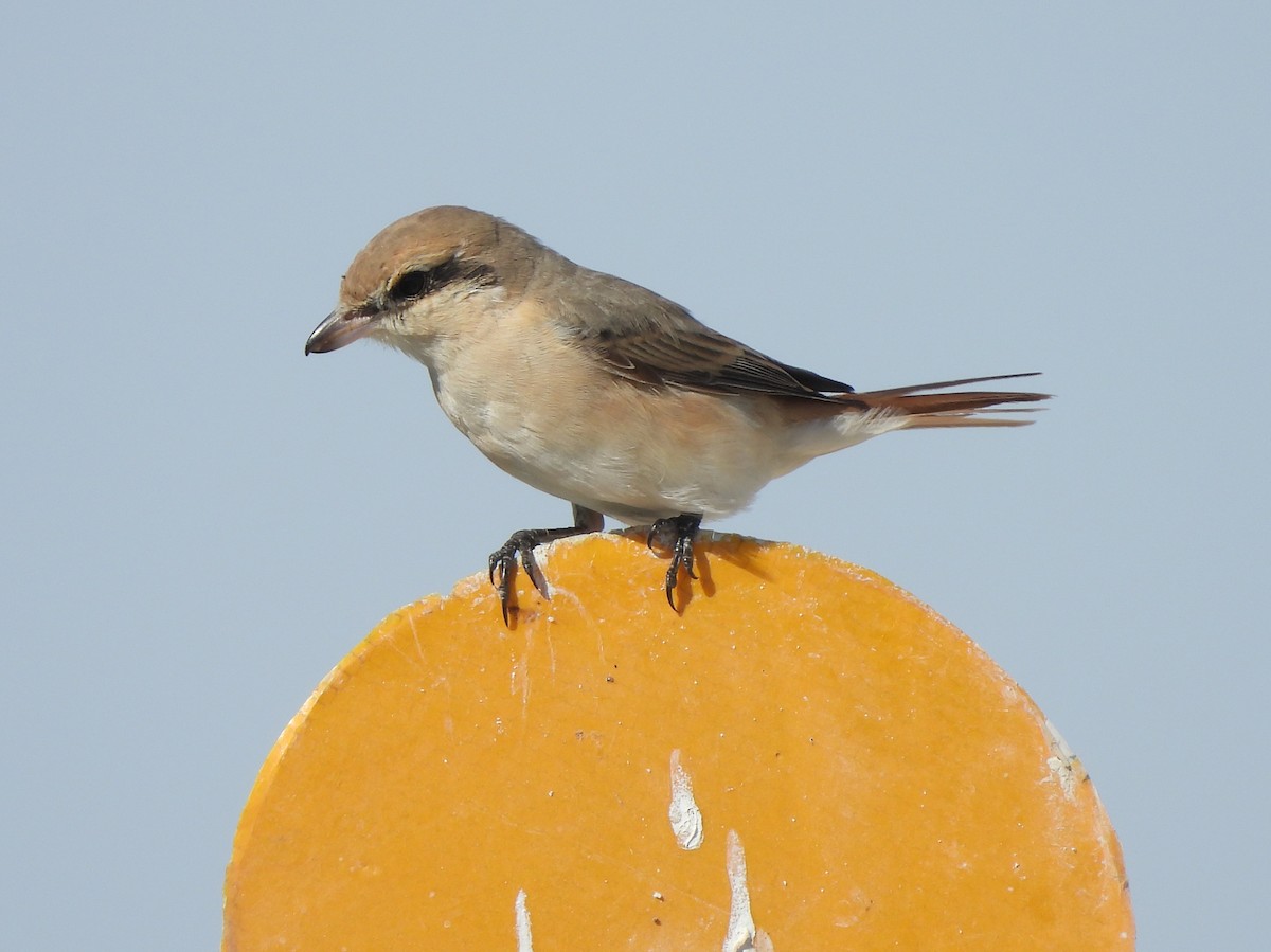 Isabelline Shrike - Adrián Colino Barea