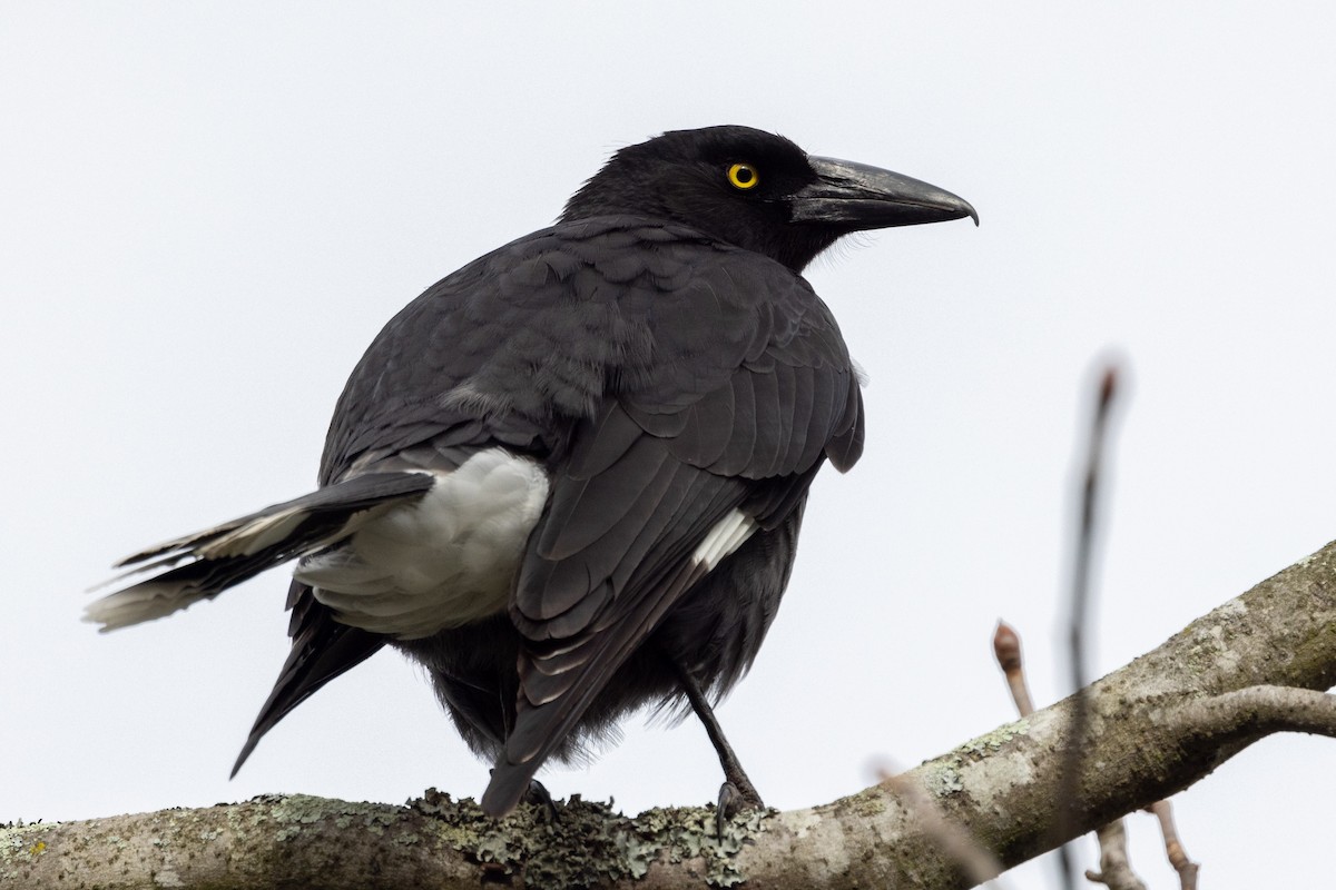 Pied Currawong - ML621057773