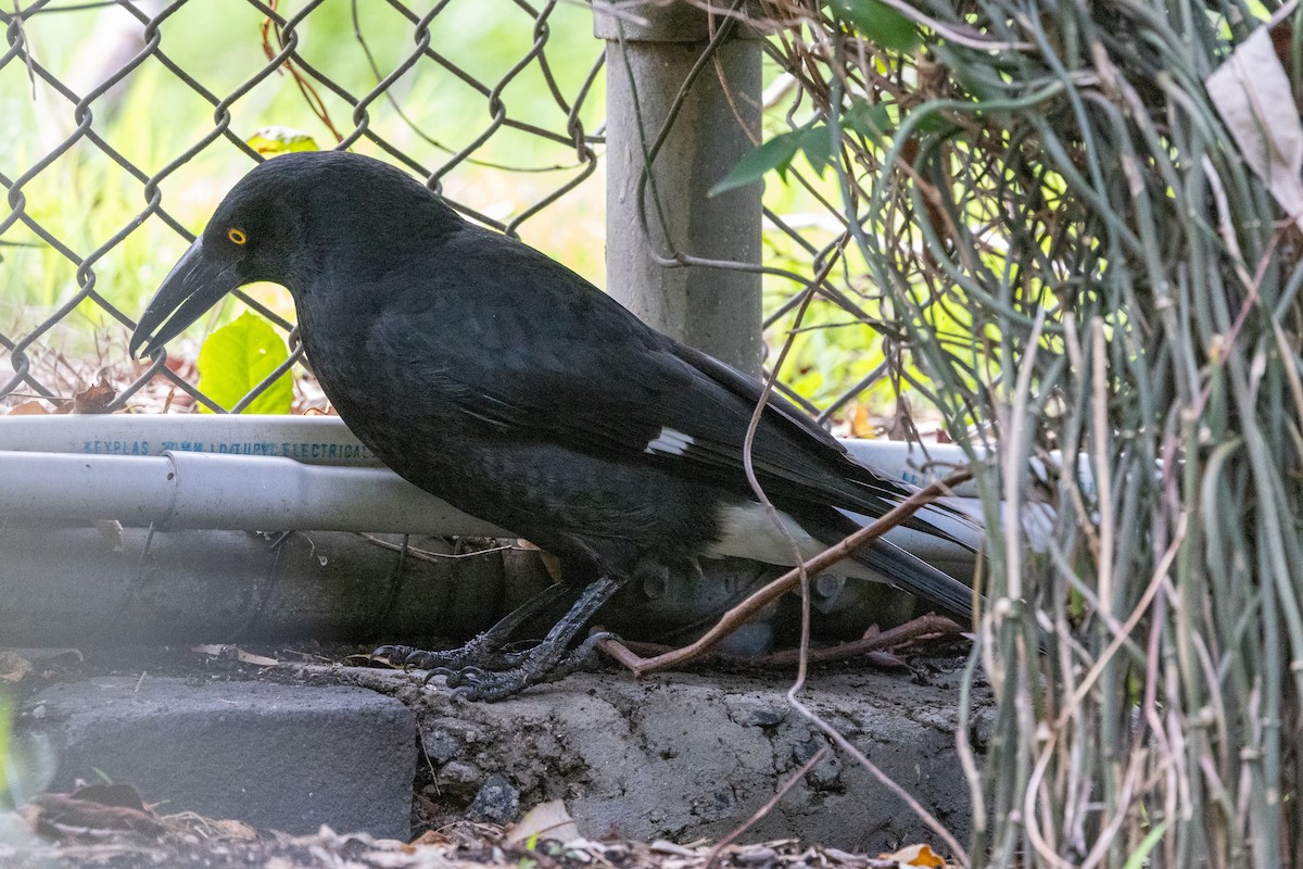Pied Currawong - ML621057774